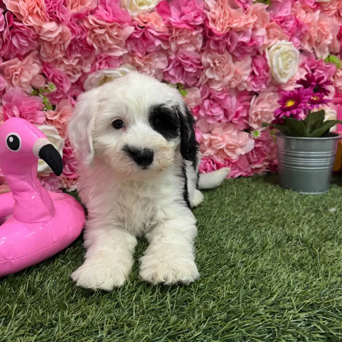 Female Mini Sheepadoodle Puppy for Sale in Braintree, MA