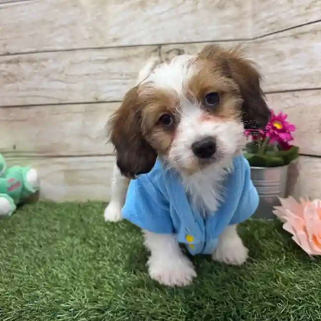 Male Cavanese Puppy for Sale in Braintree, MA