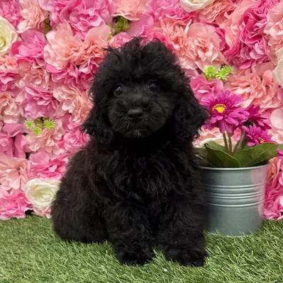Female Poodle Toy Puppy for Sale in Braintree, MA