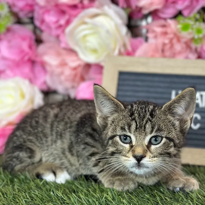 Male Domestic Short Hair kitten named Heathcliff for sale at Pet Express Saugus.