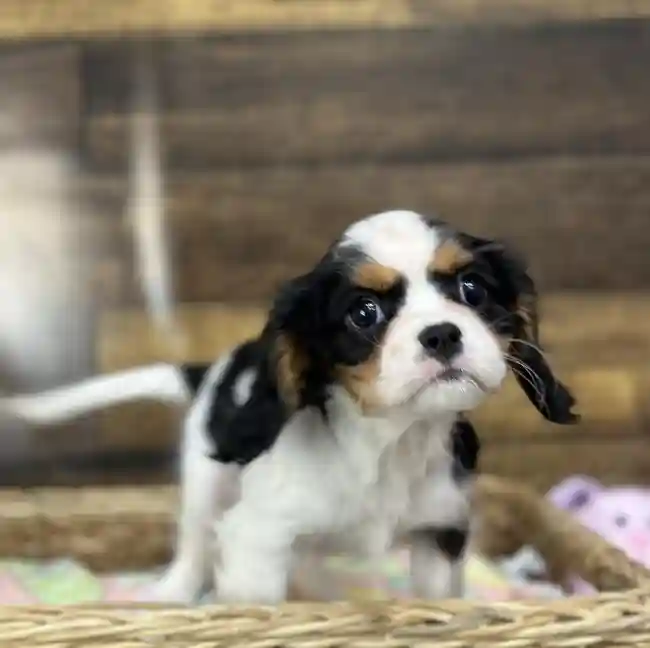 Female Cavalier King Charles Spaniel Puppy for Sale in Saugus, MA