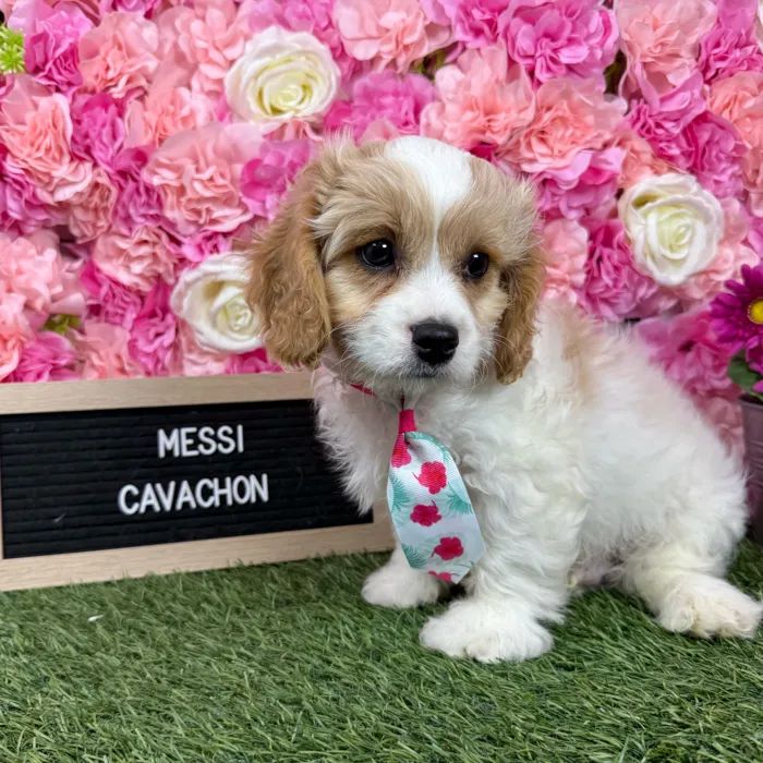 Male Cavachon puppy named Messi for sale at Pet Express Braintree.