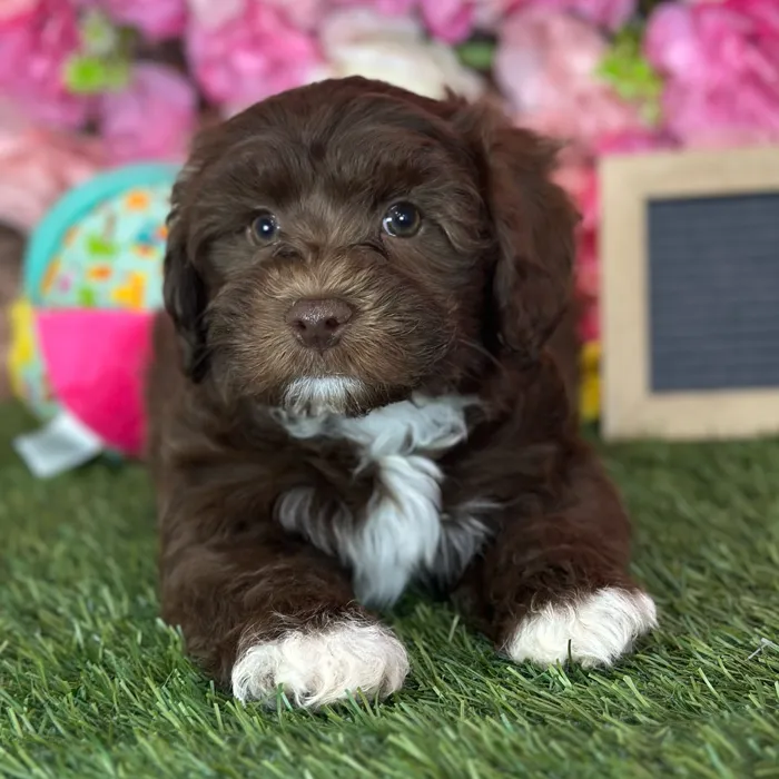 Male Havapoo puppy named Prince for sale at Pet Express Saugus.
