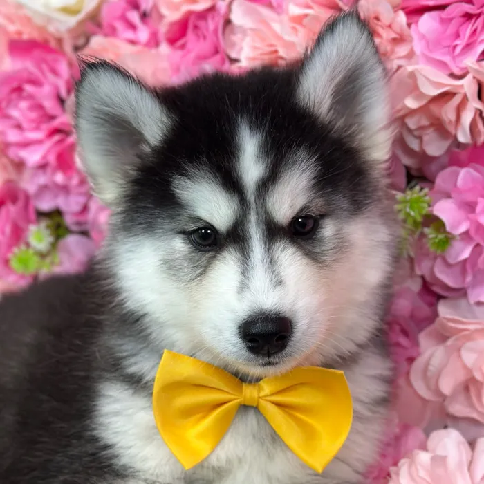 Male Siberian Husky puppy named Ramon for sale at Pet Express Saugus.