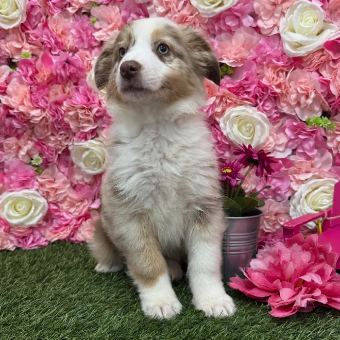 Male Miniature Australian Shepherd Puppy for Sale in Braintree, MA
