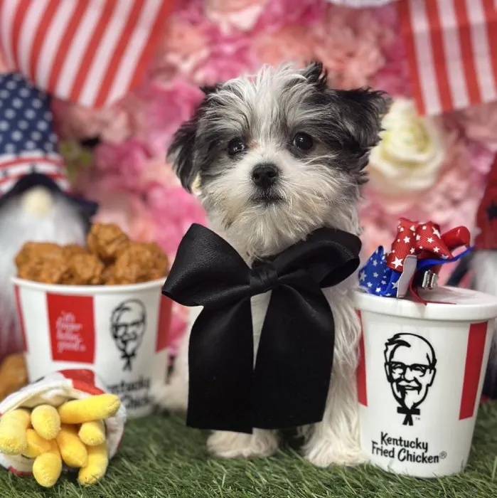 Male Morkie Puppy for Sale in Saugus, MA