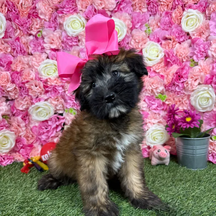 Female Soft Coated Wheaten Terrier puppy named Triscuit for sale at Pet Express Braintree.