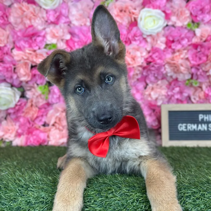 Male German Shepherd Dog puppy named Phil for sale at Pet Express Saugus.