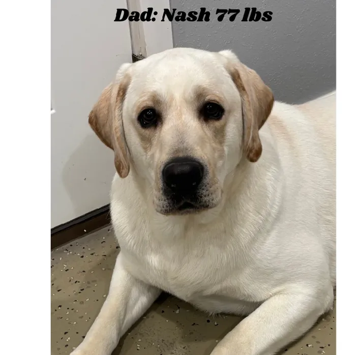 Female Labrador Retriever puppy named Celina for sale at Pet Express Saugus.