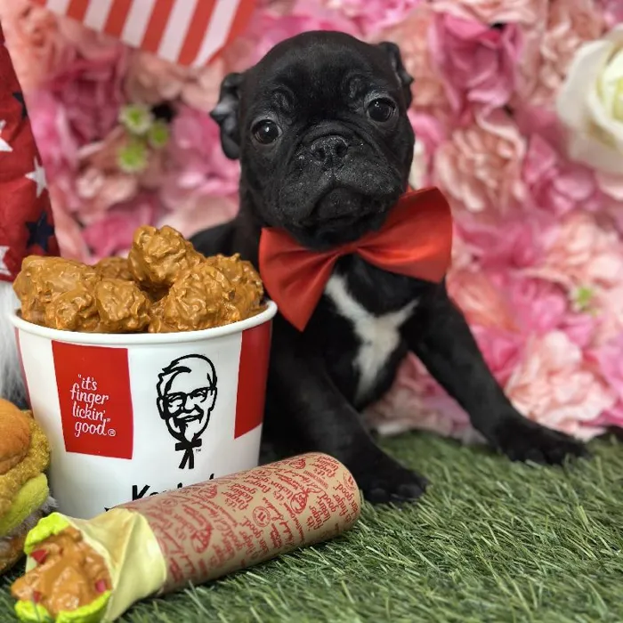 Male Bugg Puppy for Sale in Saugus, MA