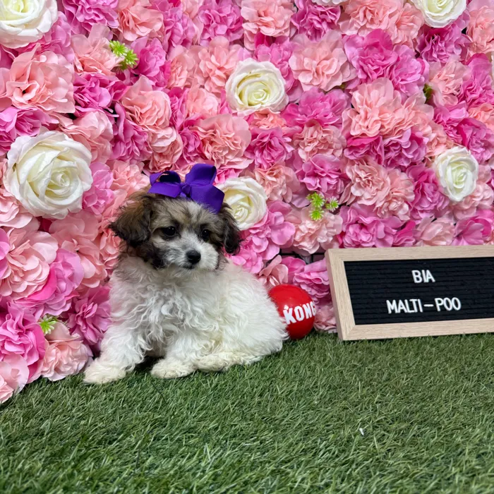 Female Malti-Poo 2Nd Gen puppy named Bia for sale at Pet Express Braintree.