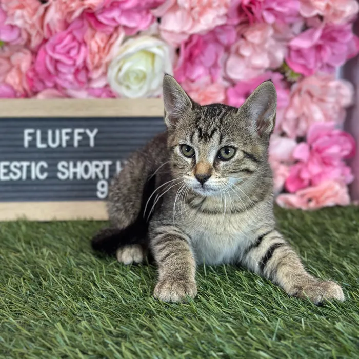 Female Domestic Short Hair kitten named Fluffy for sale at Pet Express Saugus.