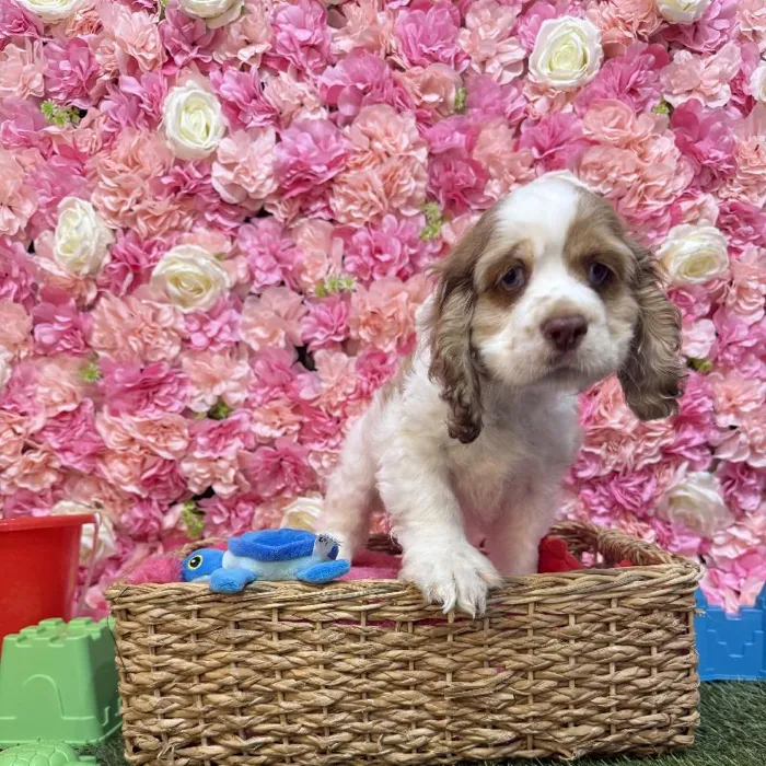 Male Cocker Spaniel Puppy for Sale in Saugus, MA