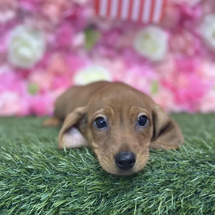 Male Dachshund Puppy for Sale in Saugus, MA