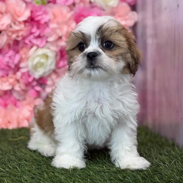 Male Teddy Bear (Zuchon) puppy named Gallo for sale at Pet Express Saugus.