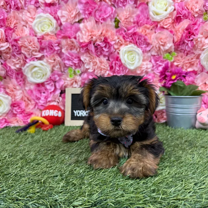 Male Yorkshire Terrier puppy named Juju for sale at Pet Express Braintree.