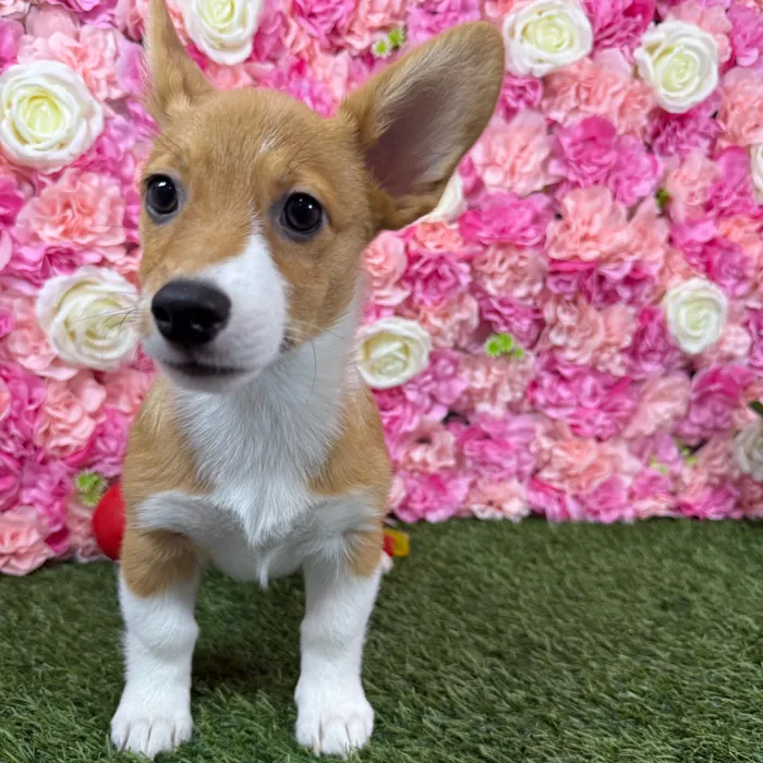 Female Pembroke Welsh Corgi puppy named Raya for sale at Pet Express Braintree.