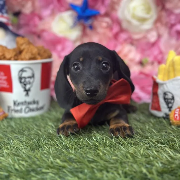 Male Dachshund Puppy for Sale in Saugus, MA