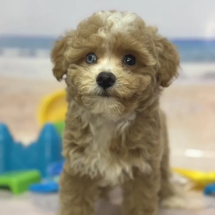 Male Mini Goldendoodle 2nd Gen Puppy for Sale in Saugus, MA