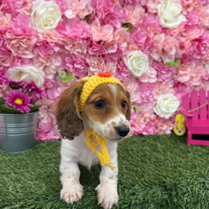 Male Dachshund Puppy for Sale in Braintree, MA
