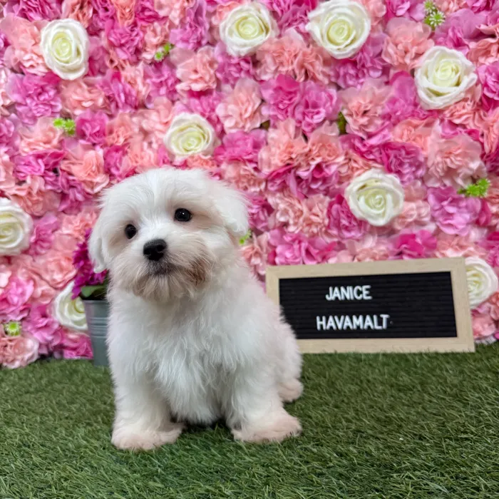 Female Havamalt puppy named Janice for sale at Pet Express Braintree.