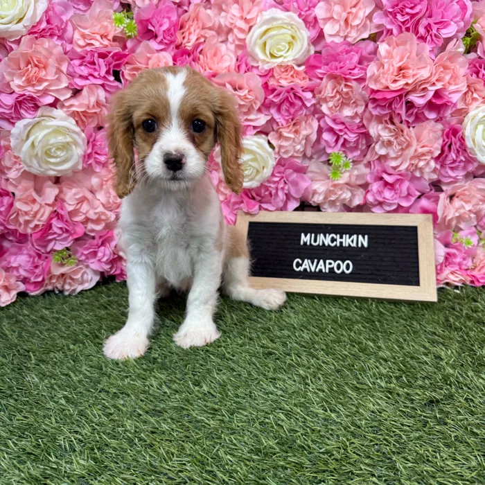 Female Cavapoo puppy named Munchkin for sale at Pet Express Braintree.