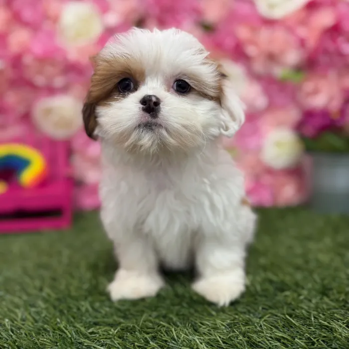 Female Lhasa Apso Puppy for Sale in Braintree, MA