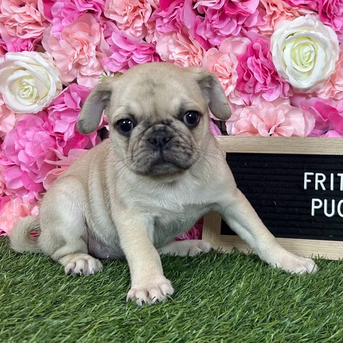Female Pug puppy named Frida for sale at Pet Express Braintree.