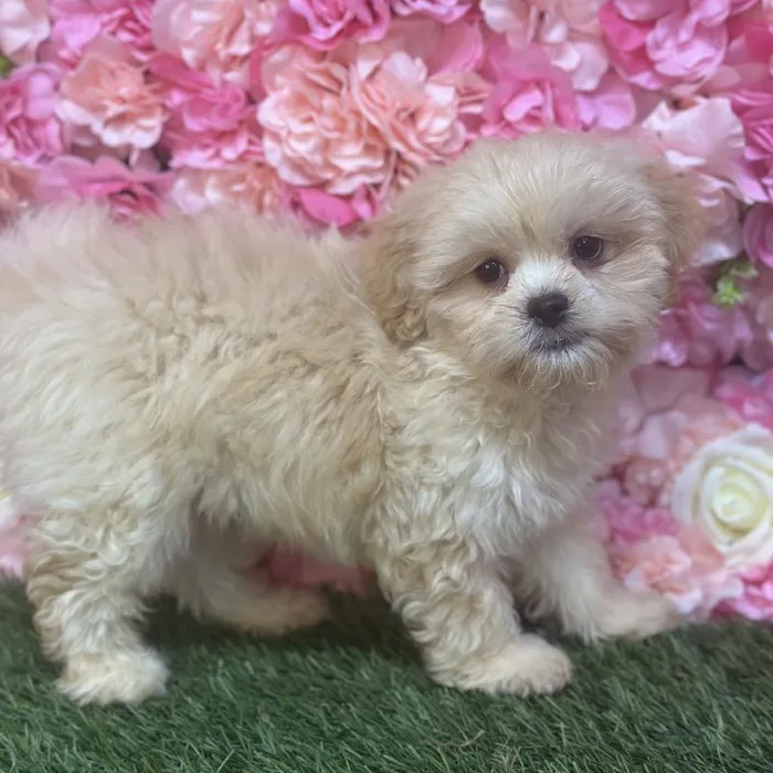 Male Lhasa-Poo Puppy for Sale in Saugus, MA