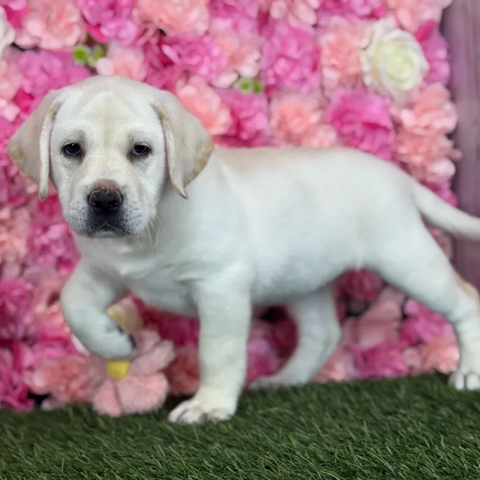 Female Labrador Retriever puppy named Luna for sale at Pet Express Saugus.