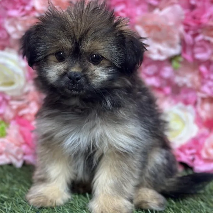 Male Shiranian Puppy for Sale in Saugus, MA