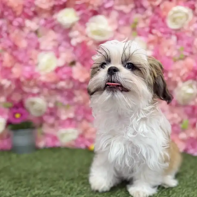 Male Shih Tzu Puppy for Sale in Braintree, MA