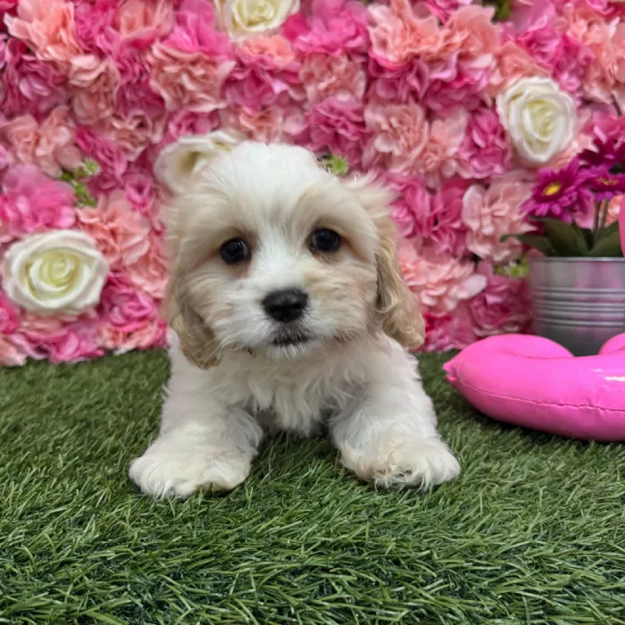 Male Cavachon Puppy for Sale in Braintree, MA