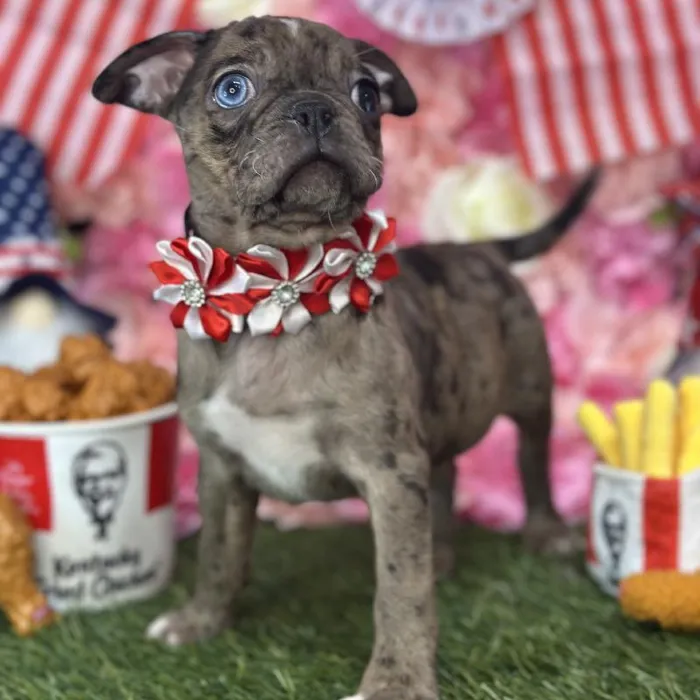 Female Bugg Puppy for Sale in Saugus, MA