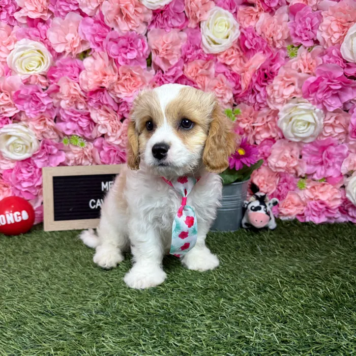 Male Cavachon puppy named Messi for sale at Pet Express Braintree.