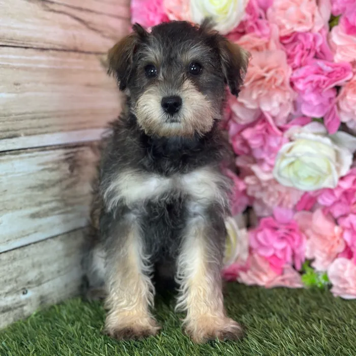 Male Schnoodle puppy named Otis for sale at Pet Express Saugus.
