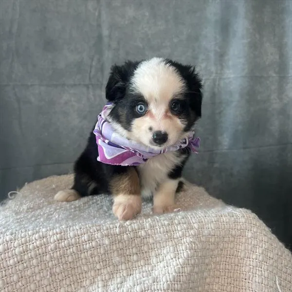 Female Miniature Australian Shepherd puppy named Janice for sale at Pet Express Saugus.
