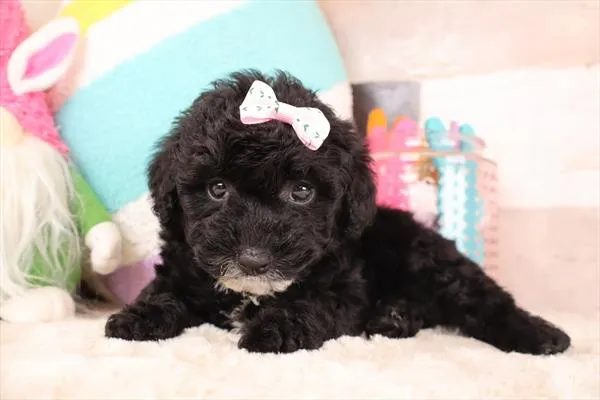Female Micro Mini Bernedoodle F1Bb puppy named Coral for sale at Pet Express Saugus.