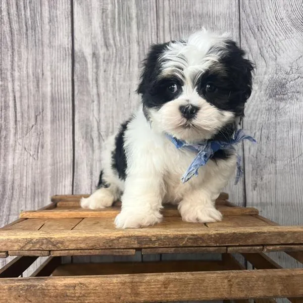 Male Lhatese puppy named Marlon for sale at Pet Express Saugus.