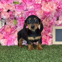 Male Dachshund puppy named Elvis for sale at Pet Express Saugus.