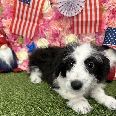 Male Aussiechon Puppy for Sale in Saugus, MA