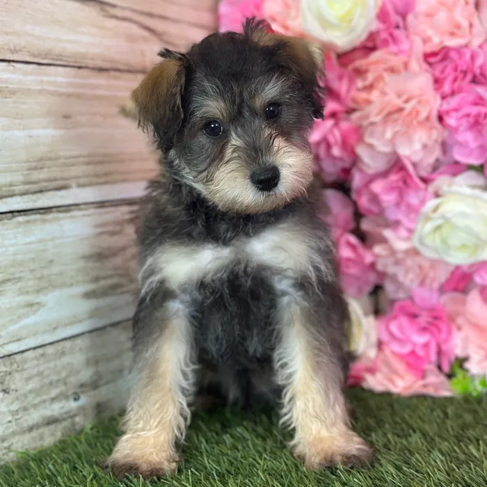 Male Schnoodle puppy named Otis for sale at Pet Express Saugus.