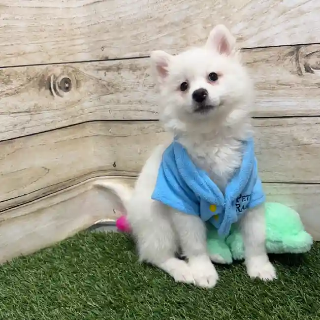 Male American Eskimo Puppy for Sale in Braintree, MA