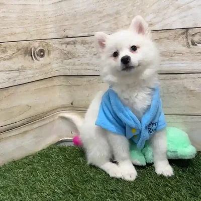 Male American Eskimo Puppy for Sale in Braintree, MA