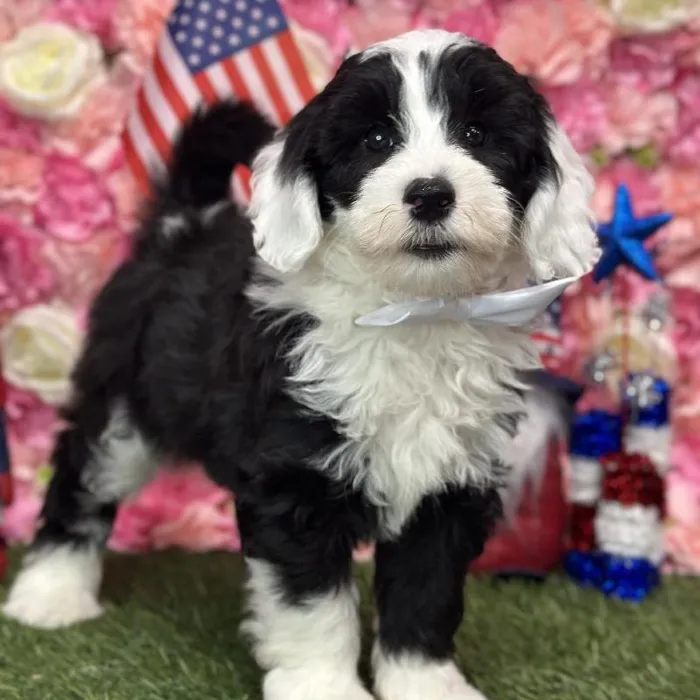 Male Mini Sheepadoodle Puppy for Sale in Saugus, MA