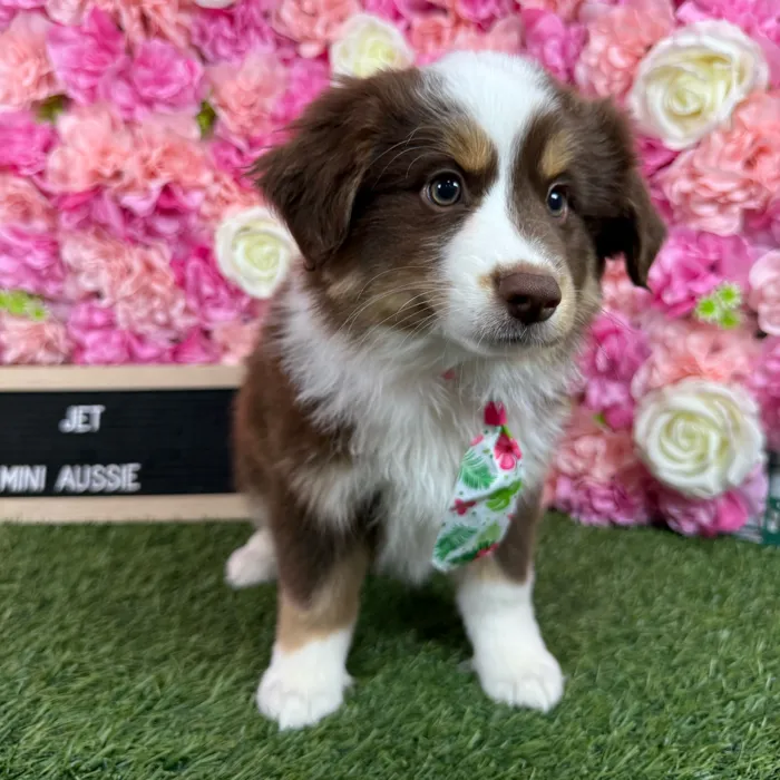 Male Miniature Australian Shepherd puppy named Jet for sale at Pet Express Braintree.