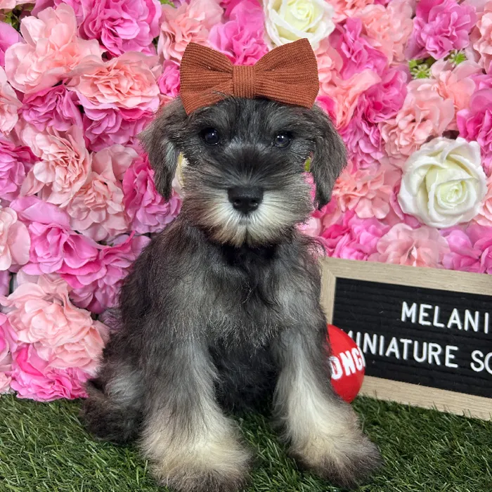 Female Miniature Schnauzer puppy named Melanie for sale at Pet Express Braintree.