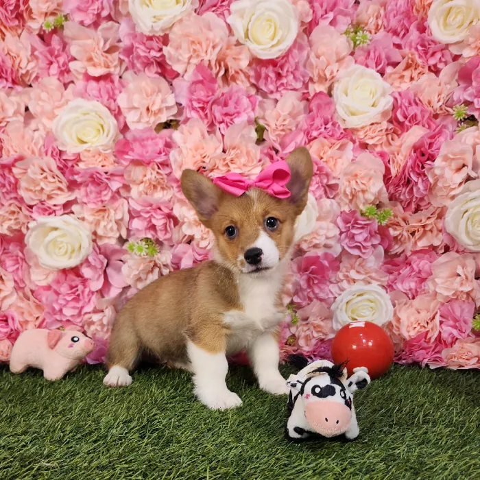 Female Pembroke Welsh Corgi puppy named Raya for sale at Pet Express Braintree.