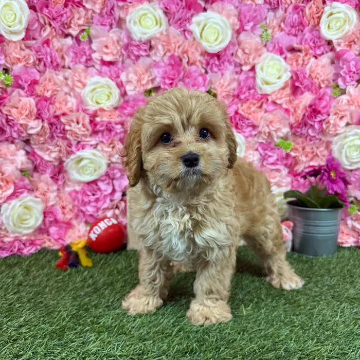 Male Cavapoo puppy named Marty for sale at Pet Express Braintree.