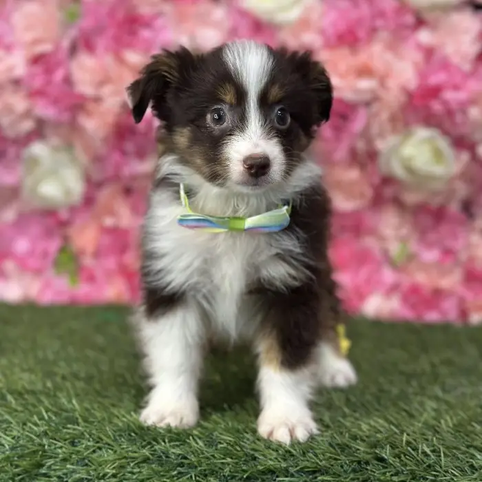Male Toy Australian Shepherd Puppy for Sale in Saugus, MA